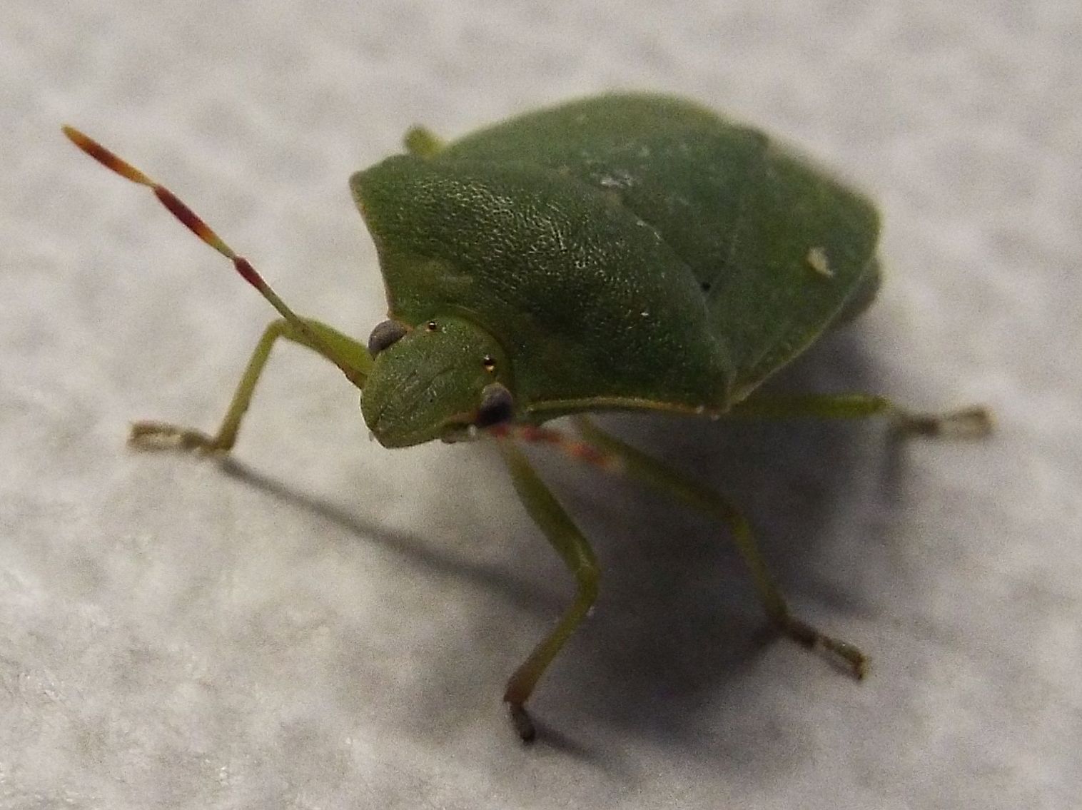 Pentatomidae:  Nezara viridula